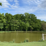 A pond in a park setting