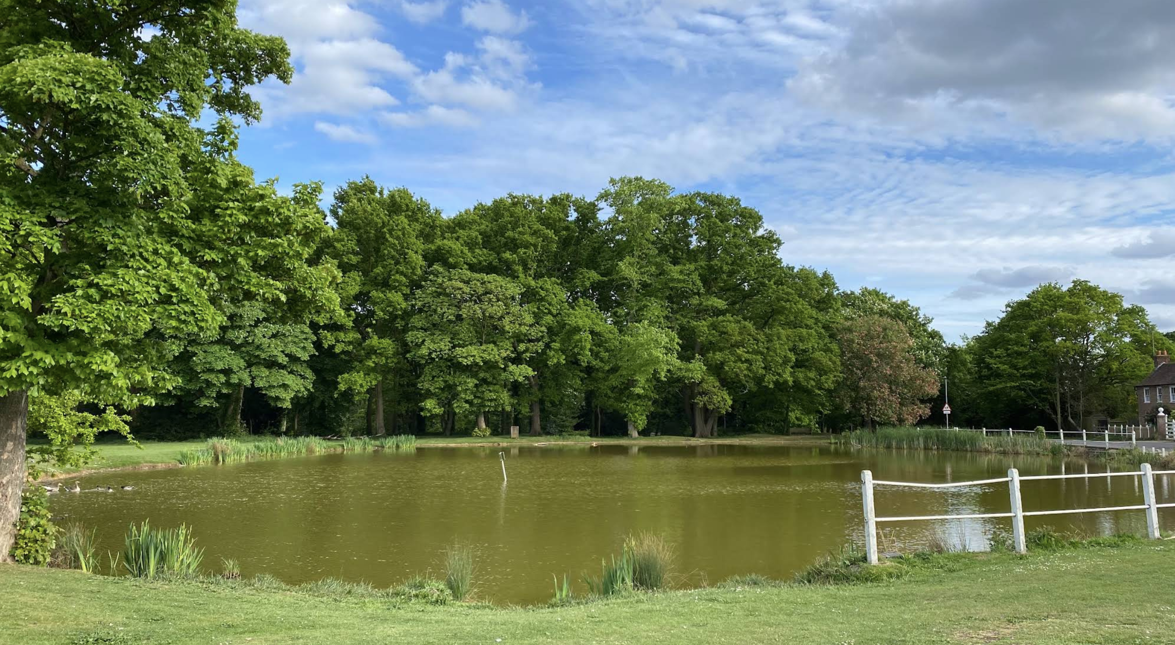 A pond in a park setting